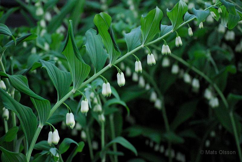 Jtterams, Polygonatum multiflorum