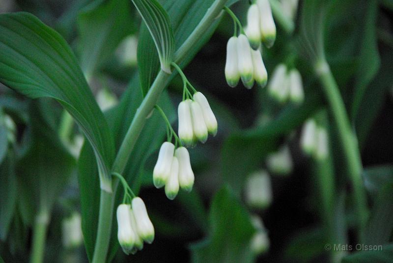 Jtterams, Polygonatum multiflorum