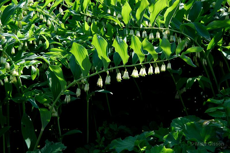 Jtterams, Polygonatum multiflorum