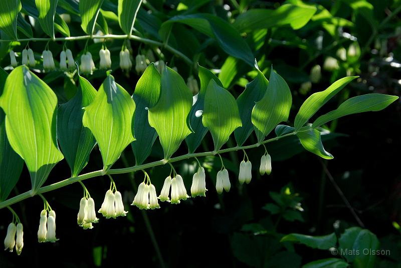 Jtterams, Polygonatum multiflorum