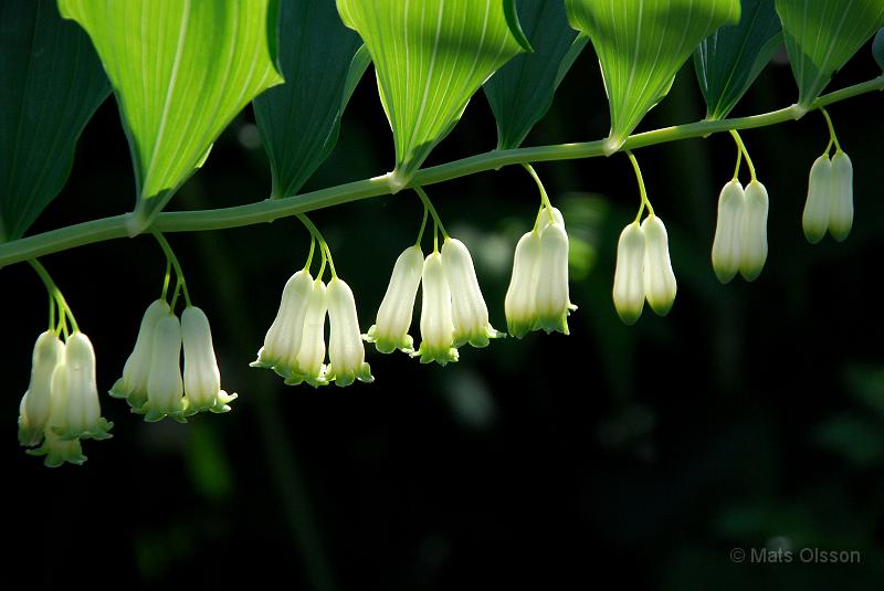 Jtterams, Polygonatum multiflorum