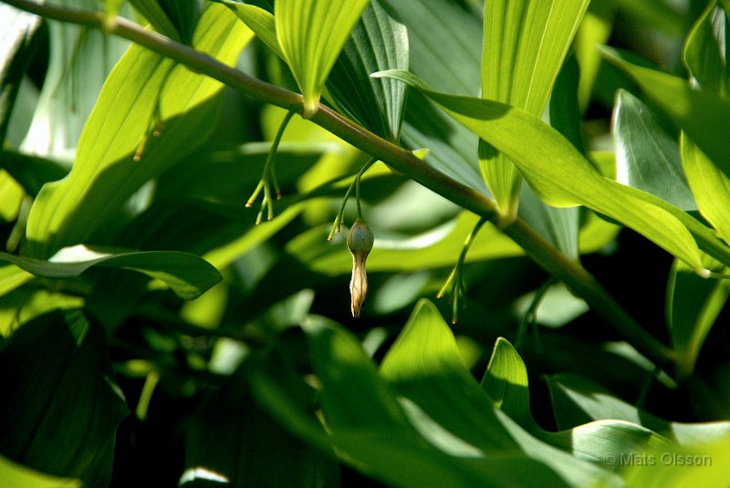 Jtterams, Polygonatum multiflorum