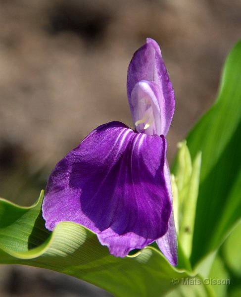 Bergingefra, Roscoea auriculata