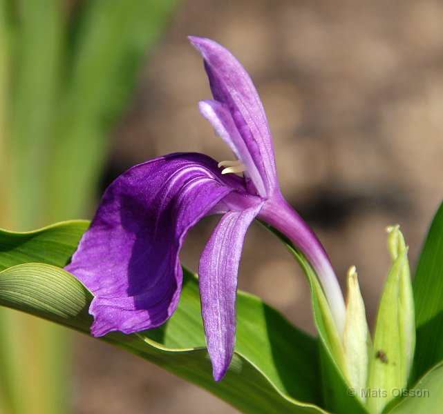 Bergingefra, Roscoea auriculata