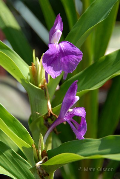 Bergingefra, Roscoea auriculata