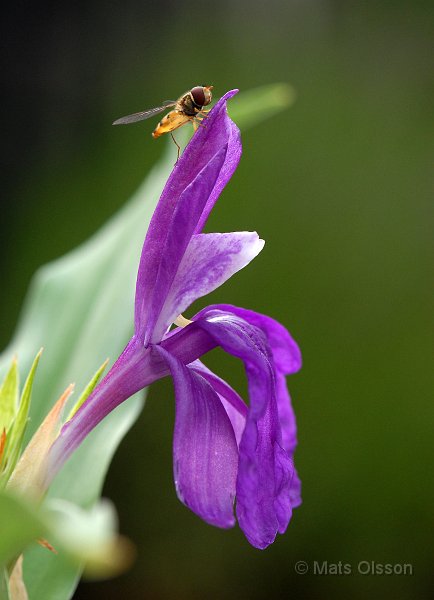 Bergingefra, Roscoea auriculata