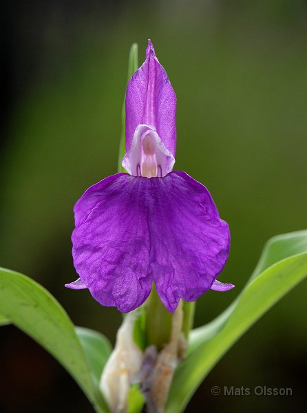 Bergingefra, Roscoea auriculata