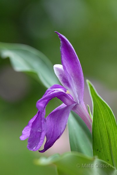 Bergingefra, Roscoea auriculata