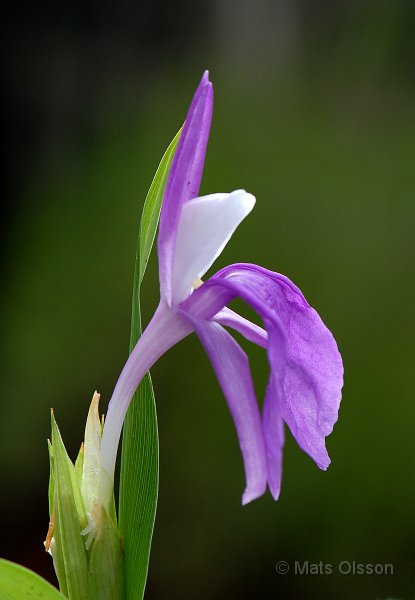 Bergingefra, Roscoea auriculata
