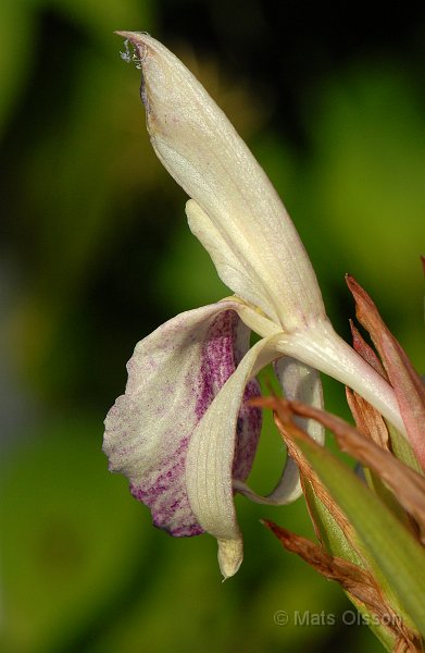 Stor bergingefra, Roscoea 'Beesiana'