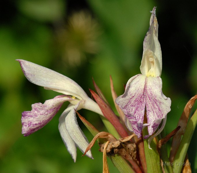 Stor bergingefra, Roscoea 'Beesiana'