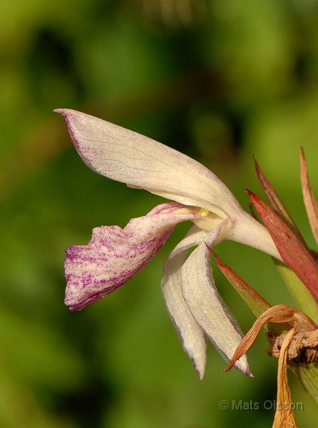 Stor bergingefra, Roscoea 'Beesiana'