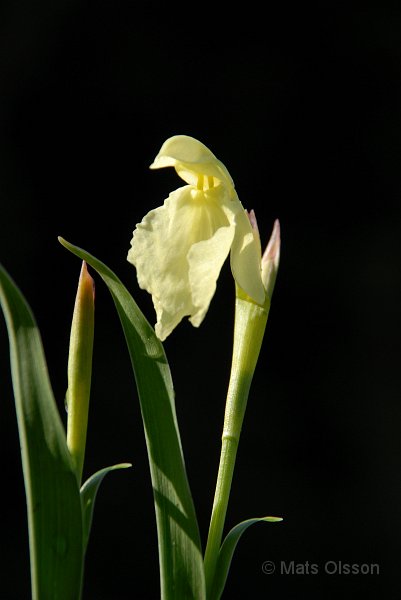 Gul bergingefra, Roscoea cautleyoides