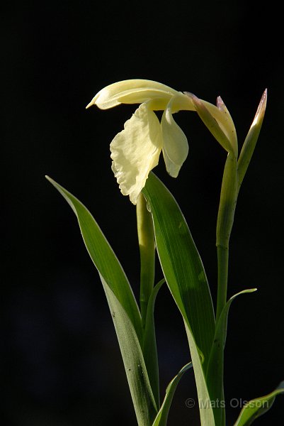 Gul bergingefra, Roscoea cautleyoides