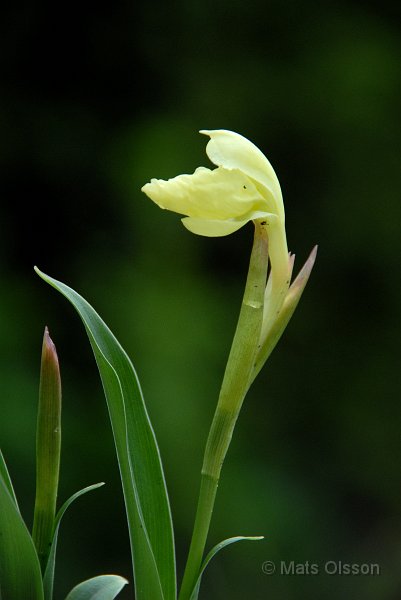Gul bergingefra, Roscoea cautleyoides