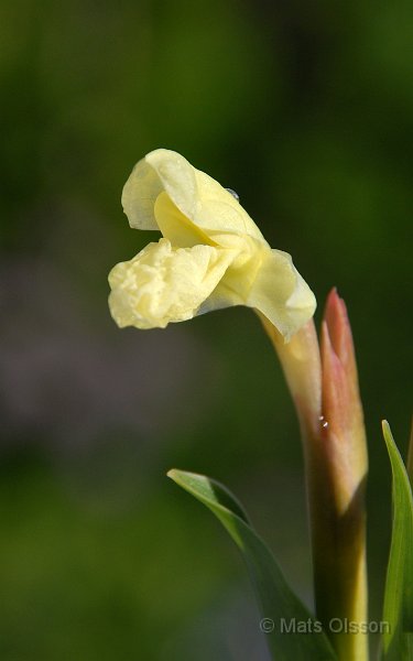 Gul bergingefra, Roscoea cautleyoides