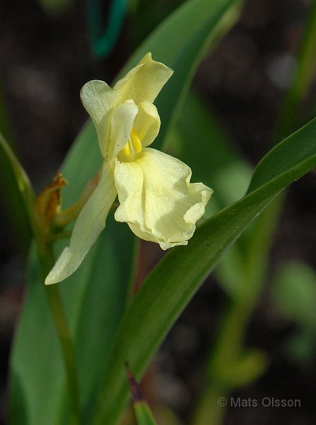 Gul bergingefra, Roscoea cautleyoides
