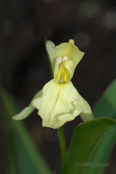 Gul bergingefra, Roscoea cautleyoides