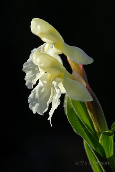 Gul bergingefra 'Jeffrey Thomas', Roscoea cautleyoides 'Jeffrey Thomas'