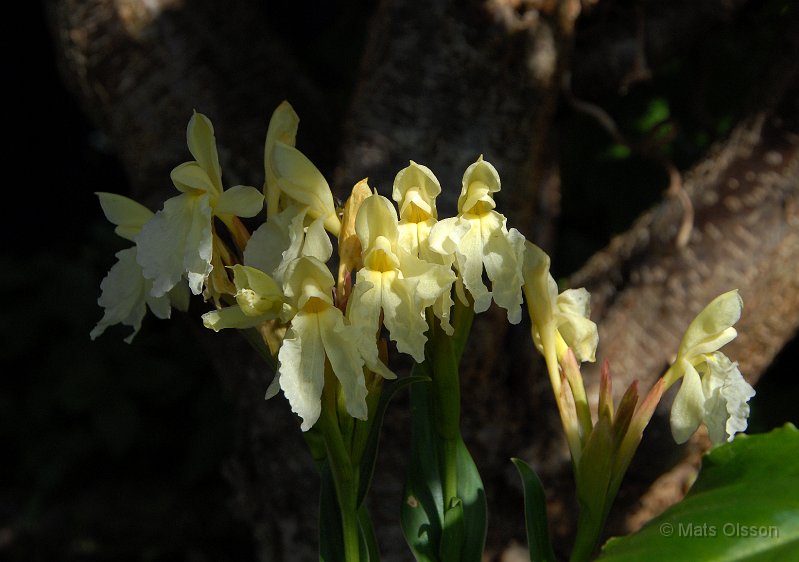Gul bergingefra 'Jeffrey Thomas', Roscoea cautleyoides 'Jeffrey Thomas'