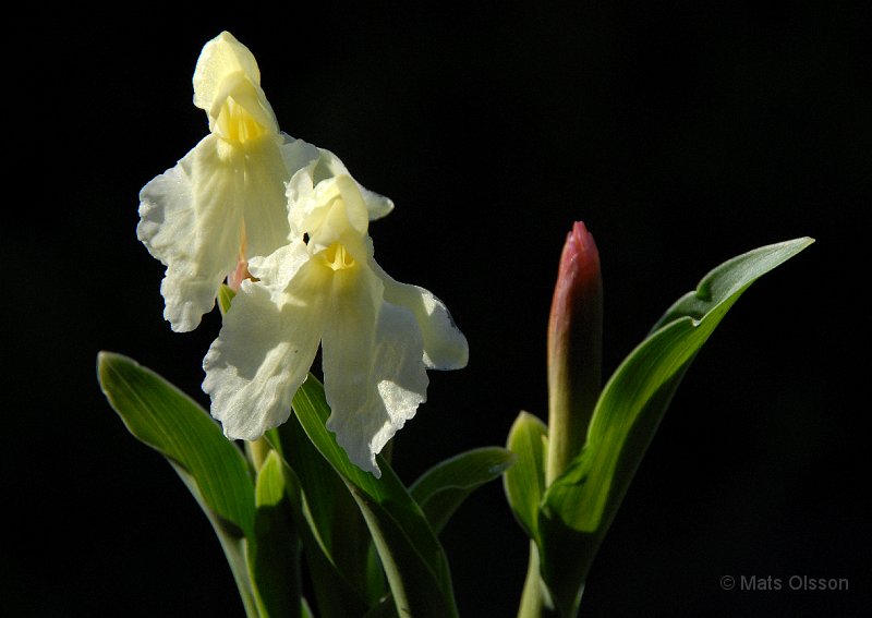 Gul bergingefra 'Jeffrey Thomas', Roscoea cautleyoides 'Jeffrey Thomas'