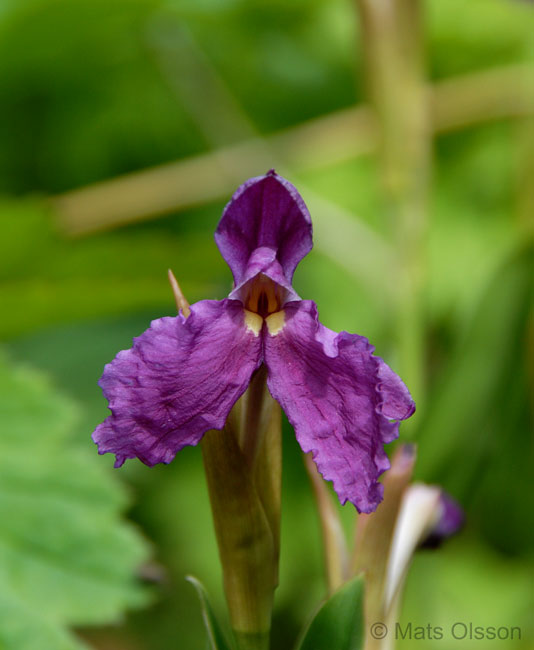 Gul bergingefra 'Purple Giant', Roscoea cautleyoides 'Purple Giant'