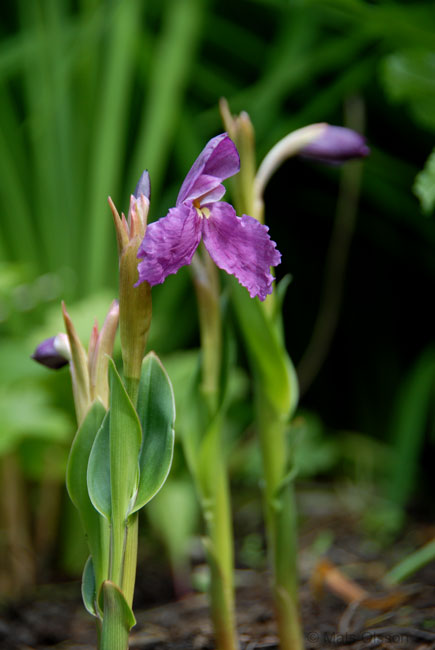 Gul bergingefra 'Purple Giant', Roscoea cautleyoides 'Purple Giant'