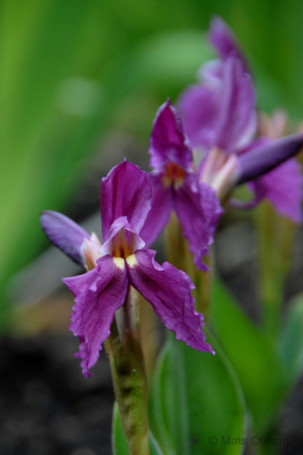 Gul bergingefra 'Purple Giant', Roscoea cautleyoides 'Purple Giant'