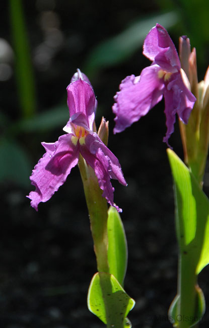 Gul bergingefra 'Purple Giant', Roscoea cautleyoides 'Purple Giant'