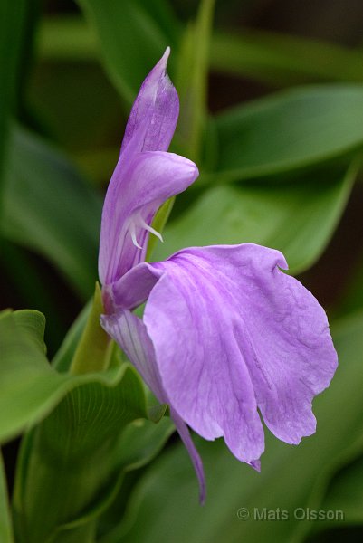 Rd bergingefra, Roscoea purpurea