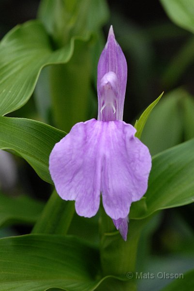 Rd bergingefra, Roscoea purpurea