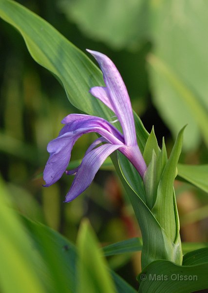 Rd bergingefra, Roscoea purpurea