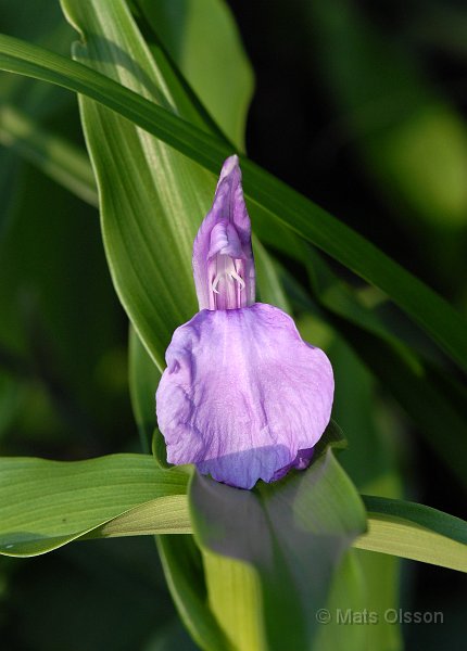 Rd bergingefra, Roscoea purpurea