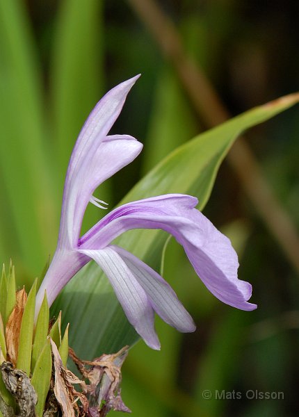 Rd bergingefra, Roscoea purpurea