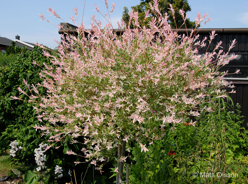 Eucalyptusvide 'Hakuro Nishiki', Salix integra 'Hakuro Nishiki'