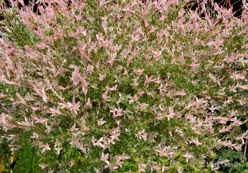 Eucalyptusvide 'Hakuro Nishiki', Salix integra 'Hakuro Nishiki'