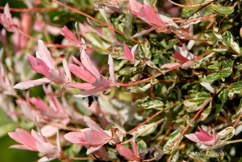 Eucalyptusvide 'Hakuro Nishiki', Salix integra 'Hakuro Nishiki'