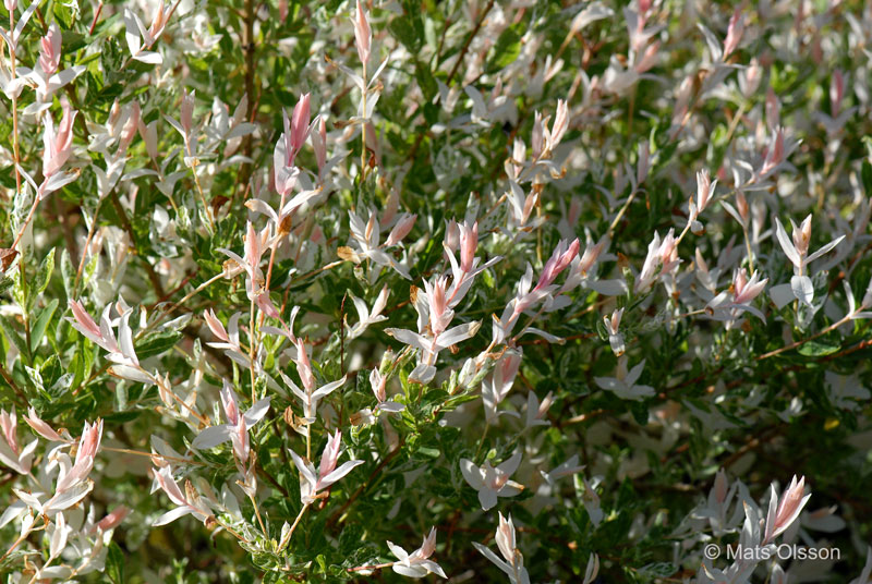Eucalyptusvide 'Hakuro Nishiki', Salix integra 'Hakuro Nishiki'