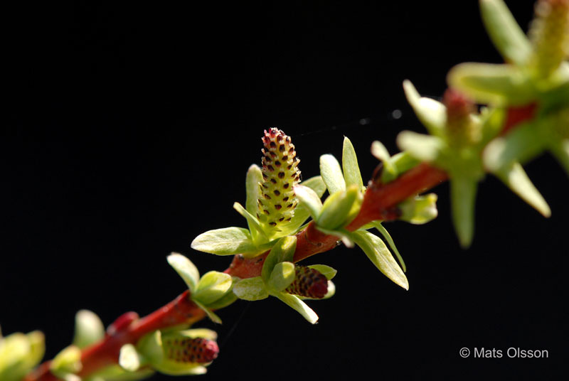 Eucalyptusvide 'Hakuro Nishiki', Salix integra 'Hakuro Nishiki'