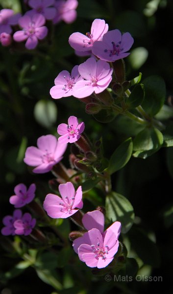 Liten spnejlika, Saponaria ocymoides