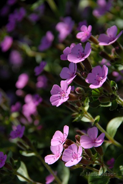Liten spnejlika, Saponaria ocymoides