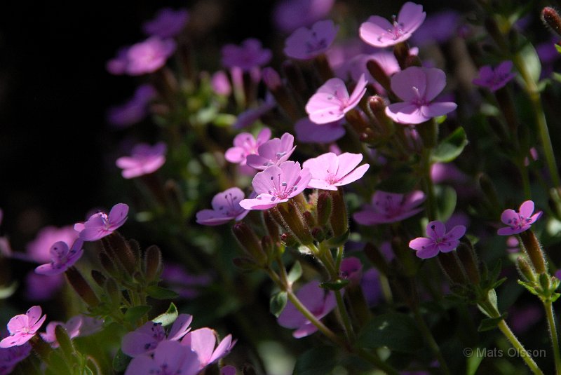 Liten spnejlika, Saponaria ocymoides