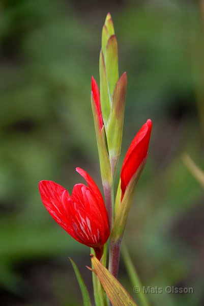 Vinterlilja 'Major', Schizostylis coccinea 'Major'