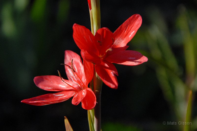Vinterlilja 'Major', Schizostylis coccinea 'Major'
