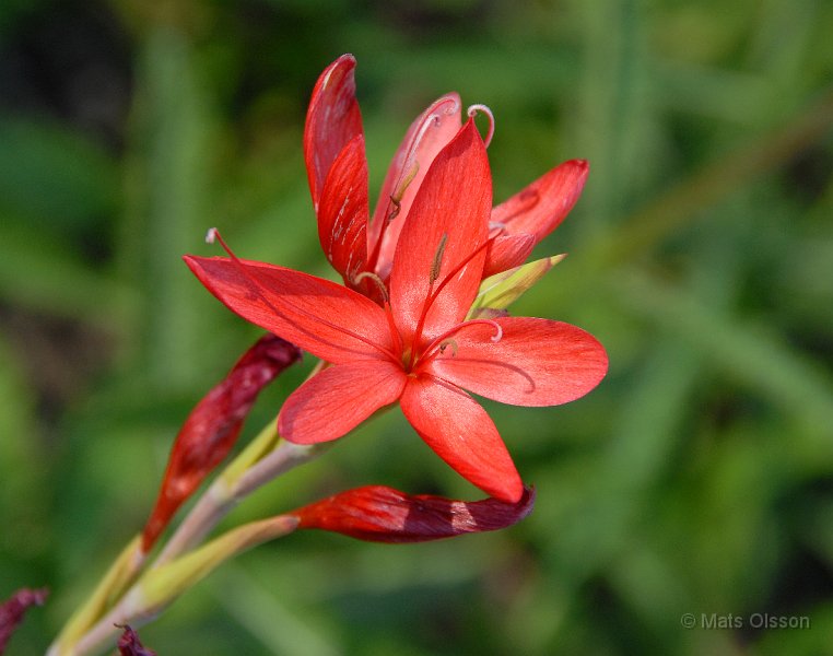 Vinterlilja 'Major', Schizostylis coccinea 'Major'