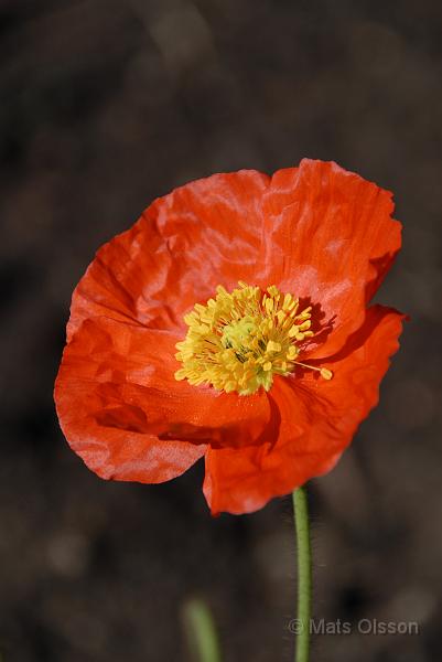 Sibirisk vallmo 'Gartenzwerg', Papaver croceum 'Gartenzwerg'