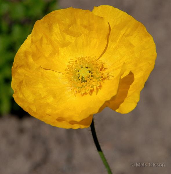 Sibirisk vallmo 'Gartenzwerg', Papaver croceum 'Gartenzwerg'