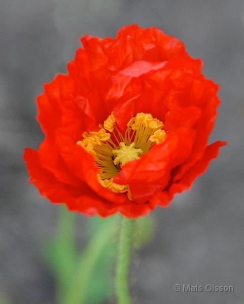 Sibirisk vallmo 'Gartenzwerg', Papaver croceum 'Gartenzwerg'
