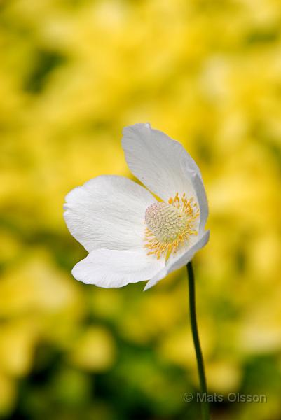 Tovsippa, Anemone sylvestris