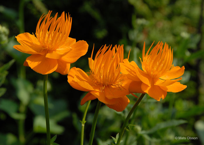 Kinesisk smrboll 'Golden Queen', Trollius chinensis 'Golden Queen'